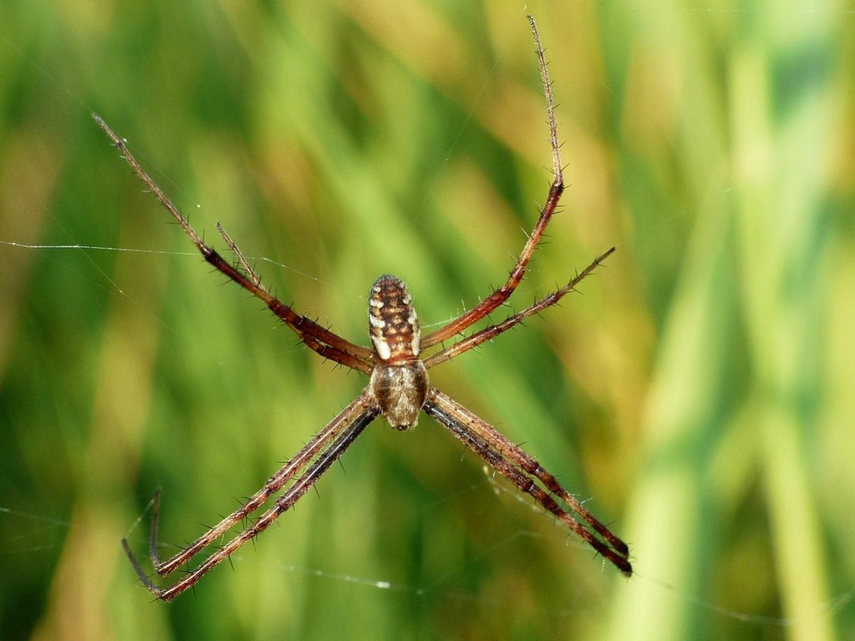 Maschio di Argiope bruennichi - Marina di Arbus (VS)